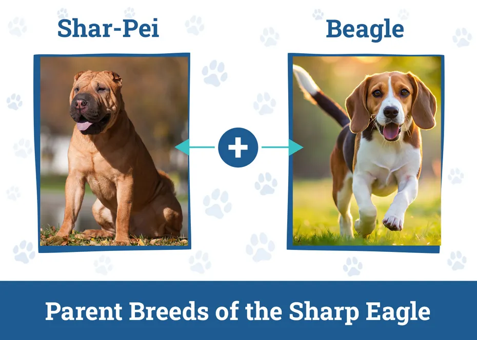 Parent Breeds of the Sharp Eagle