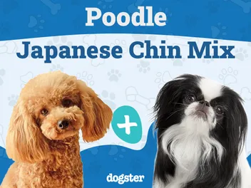 Poochin (Japanese Chin Poodle Mix): Info, Pictures, Care & More