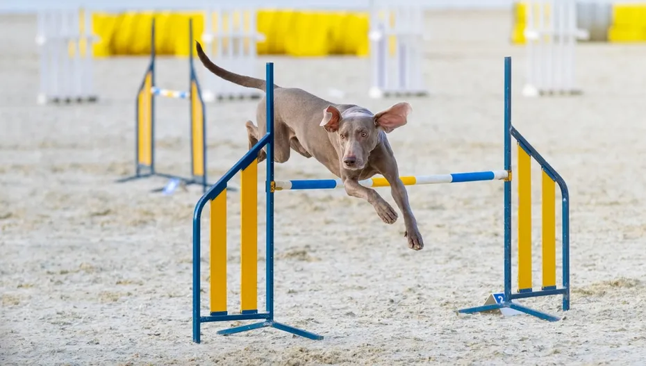 Weimaraner dog in an agility course