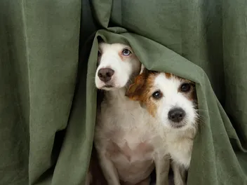Can Dogs Sense Tornadoes? Vet-Verified Facts & FAQ