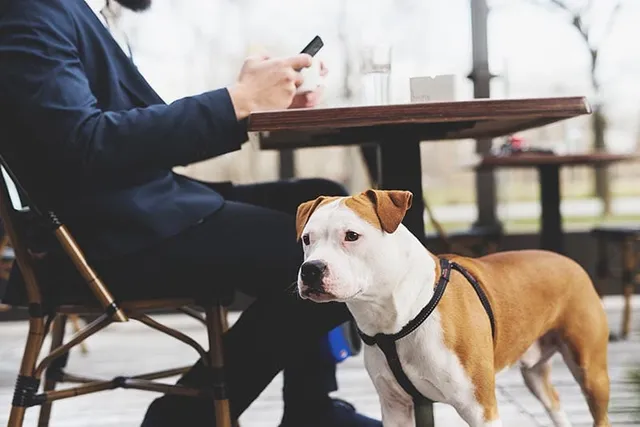 Are Dogs Allowed in Starbucks? 2026 Pet Policy & FAQ