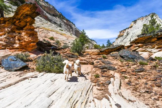 Are Dogs Allowed in Zion National Park in 2026? Pet Policy & Exclusions