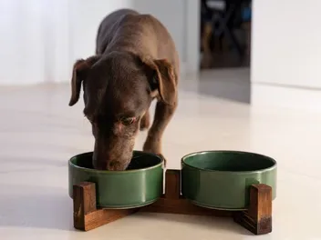 Is Lamb Dog Food Good for Dogs? Vet-Reviewed Benefits & FAQ