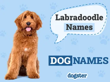 179 Awesome Labradoodle Names for Your Curly Friend