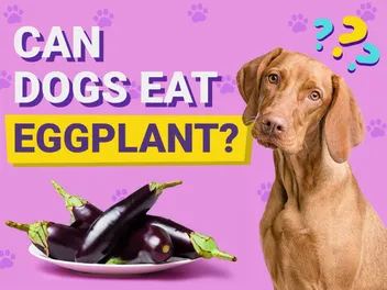 Can Dogs Eat Eggplant? Vet-Reviewed Facts & FAQ