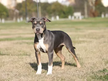 Tricolor Pitbull: Info, Pictures, Origin & History