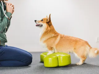 12 Indoor Exercises for Dogs (Vet Approved)