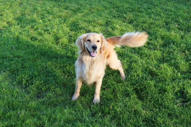 How Do Dogs Show Affection? 10 Vet-Reviewed Ways