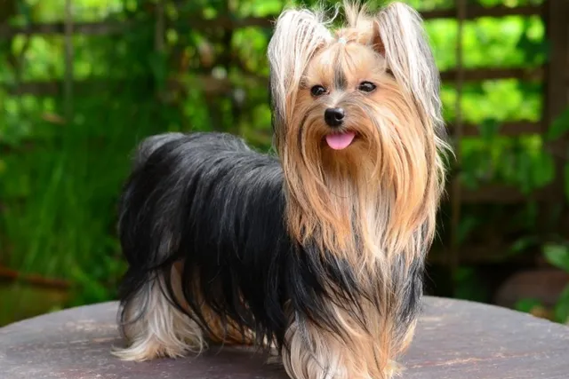 How Much Does a Yorkshire Terrier Cost? 2026 Price Guide
