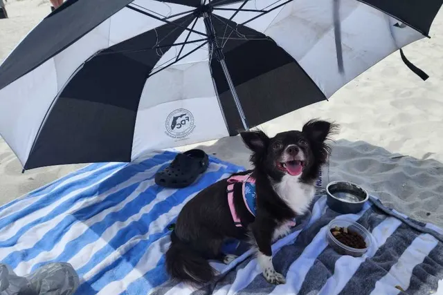 Traveling With a Dog: Why We Take Penny on Trips