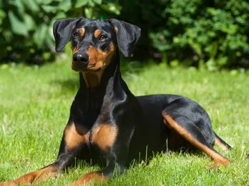 German Pinscher Dog Breed: Info, Pictures, Origin & More