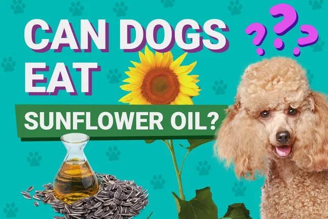 Can Dogs Eat Sunflower Oil? Vet Reviewed Facts & FAQ