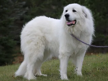Great Pyrenees Bite Force: Vet-Verified PSI Measure & Facts