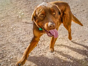 Red Rottweiler: Info, Pictures, Origin & History