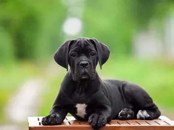 Does a Cane Corso Shed a Lot? Facts, Tips & FAQ