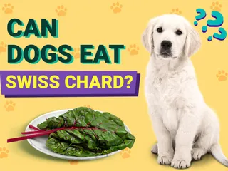 Can Dogs Eat Swiss Chard? Vet-Verified Nutrition Facts & Risks