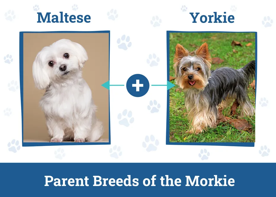 Parent Breeds of the Morkie