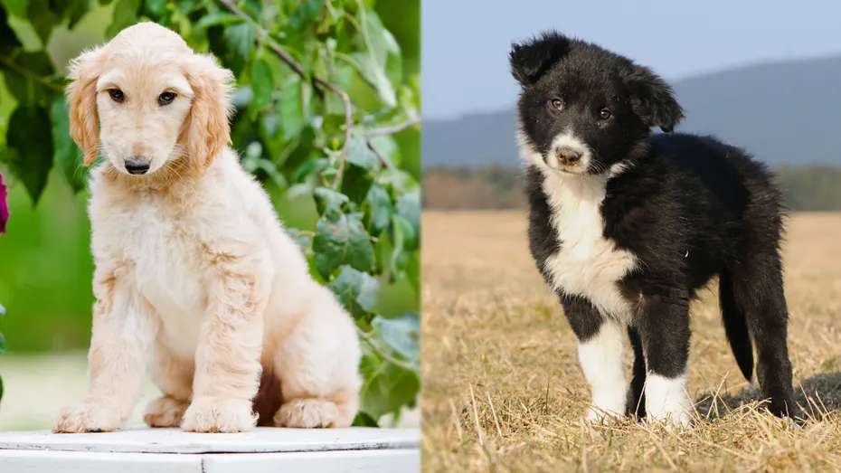 Parent Breeds of Afghan Collie puppy
