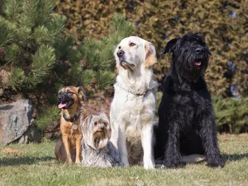 7 Most Popular Dog Breeds In New York (2026 Update with Pictures)