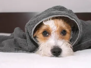 How to Bathe a Dog That Hates Water: 6 Vet-Approved Tips & Tricks