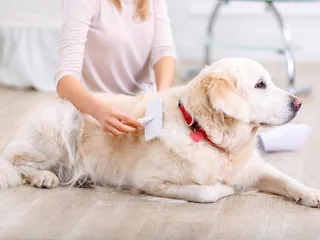 How to Get Rid of Dog Dandruff Fast: Vet-Verified Causes & Treatments