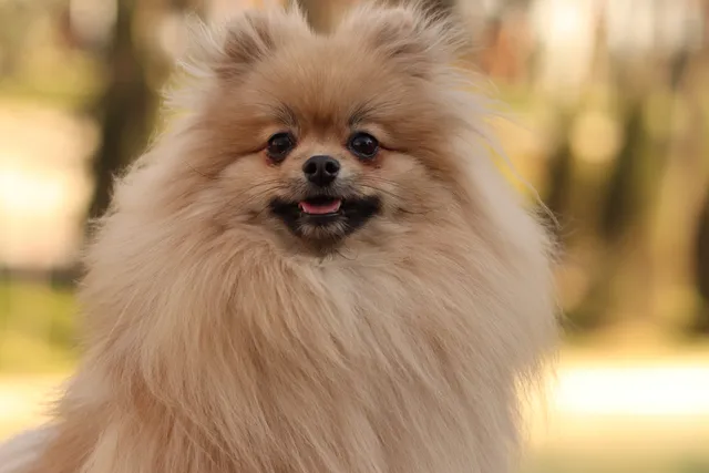 Teddy Bear Pomeranian: Info, Pictures, Origin & History