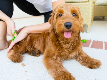 15 Adorable Goldendoodle Haircuts (With Pictures)