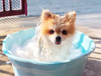 9 Best Dog Shampoos for Pomeranians in 2026: Reviews & Top Picks