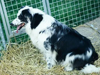 What Crate Size Does a Border Collie Need? Facts & FAQs