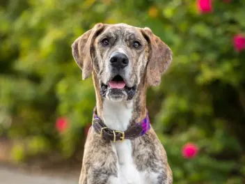 Are Great Danes Good for First-Time Dog Owners: Facts & FAQ