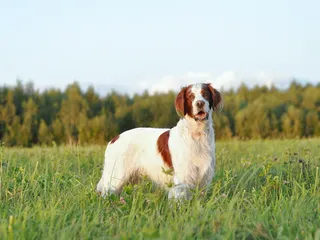 9 Irish Dog Breeds: Info, Pictures, History & Overview