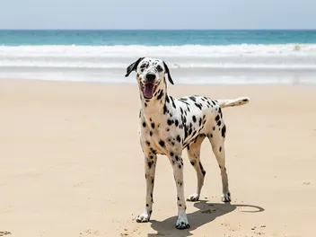 How Much Do Dalmatians Cost? 2026 Price Guide