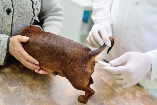 How to Take a Dog's Temperature: 7 Vet-Approved Steps, Do's & Don'ts