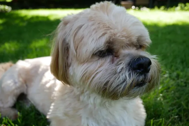 Shih Apso (Lhasa Apso & Shih Tzu Mix) Dog Breed: Info, Pictures, Care & More