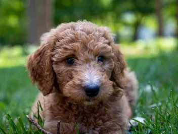 Do Goldendoodles Shed a Lot? Vet-Verified Facts & Info About Allergens