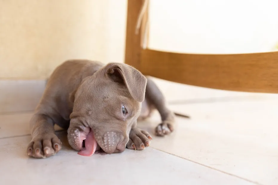 A puppy dog licks the floor