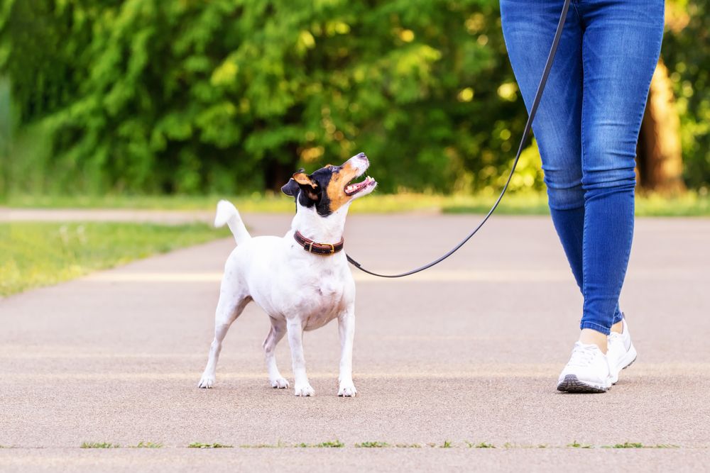 rat terrier with leash walking outside with owner