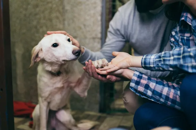 Adopt a Dog Month 2026: When Is It & How to Celebrate