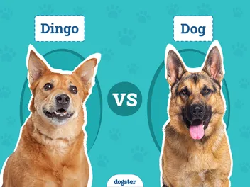 Dingo vs. Dog: The Main Differences (With Info & Pictures)