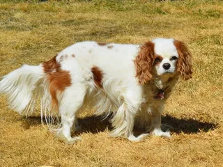 Thrombocytopathies in Dogs: Vet-Verified Signs, Care & Treatment