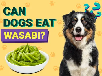 Can Dogs Eat Wasabi? Vet-Verified Nutrition Facts & FAQ
