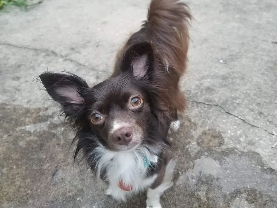 Penny as a fully grown Pekachoo
