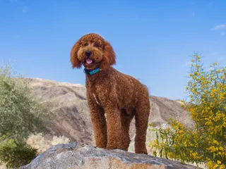 Labradoodle Dog Breed: Info, Pictures, Care Guide & More