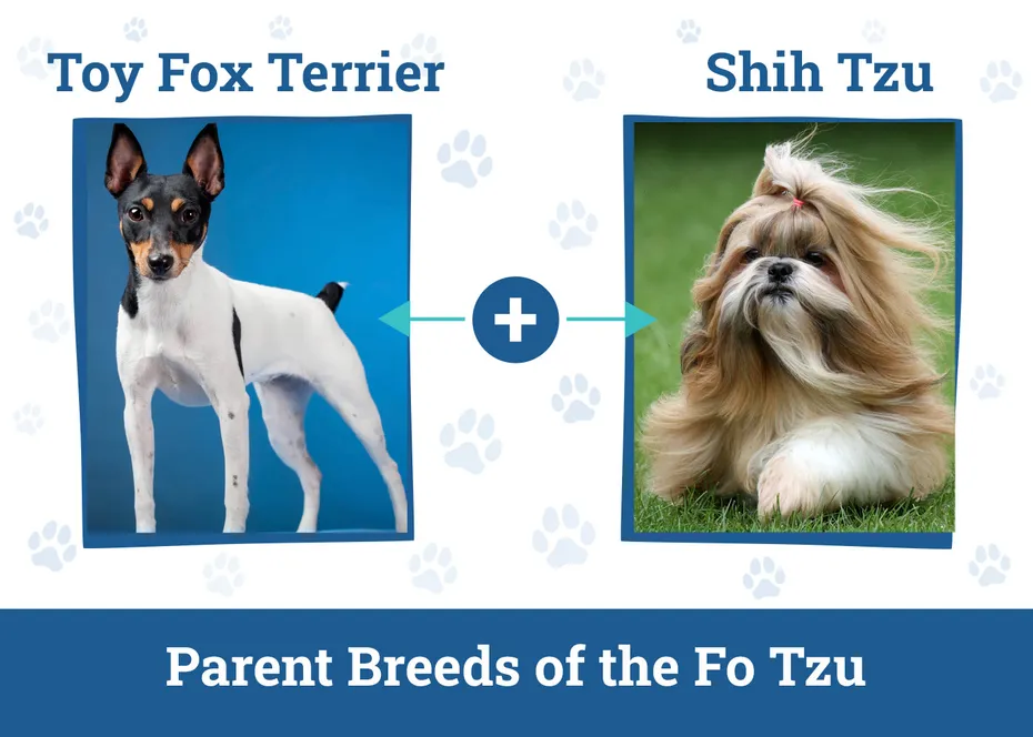 Parent Breeds of the Fo Tzu