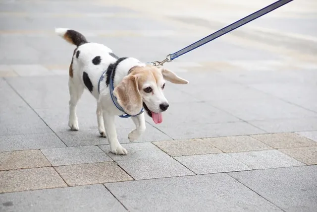 Beaglemation (Beagle & Dalmatian Mix): Info, Pictures, Care & More