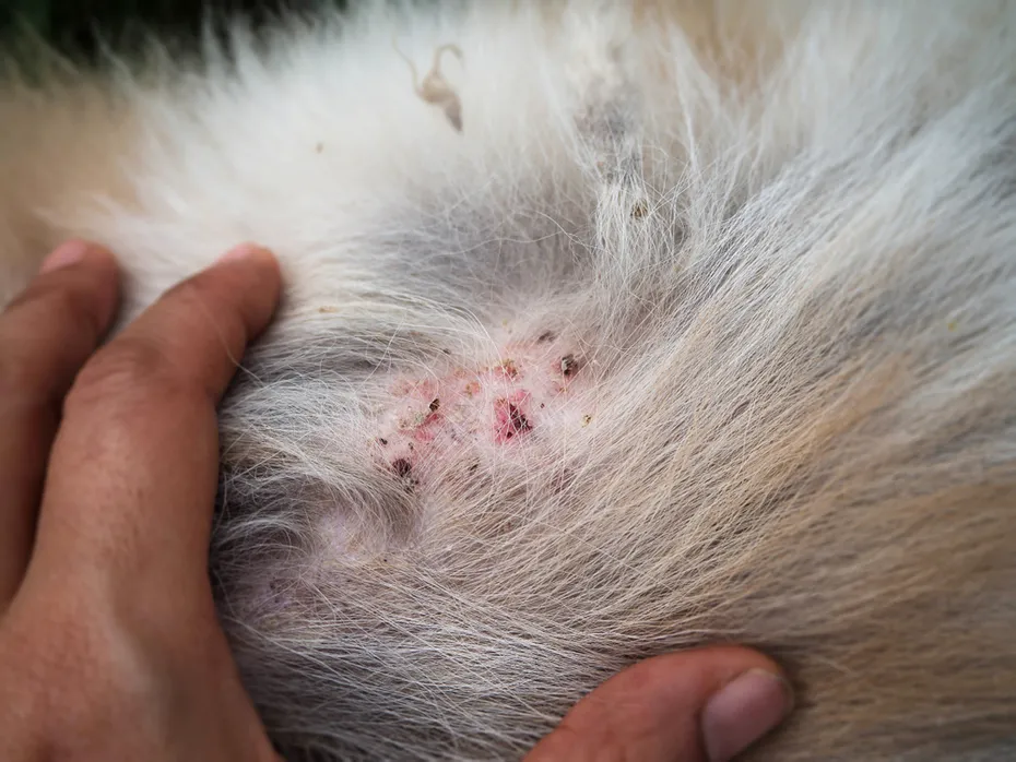 dermatitis on dog