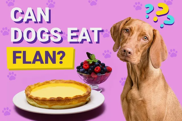 Can Dogs Eat Flan? Vet-Reviewed Potential Risks & Safety Guide