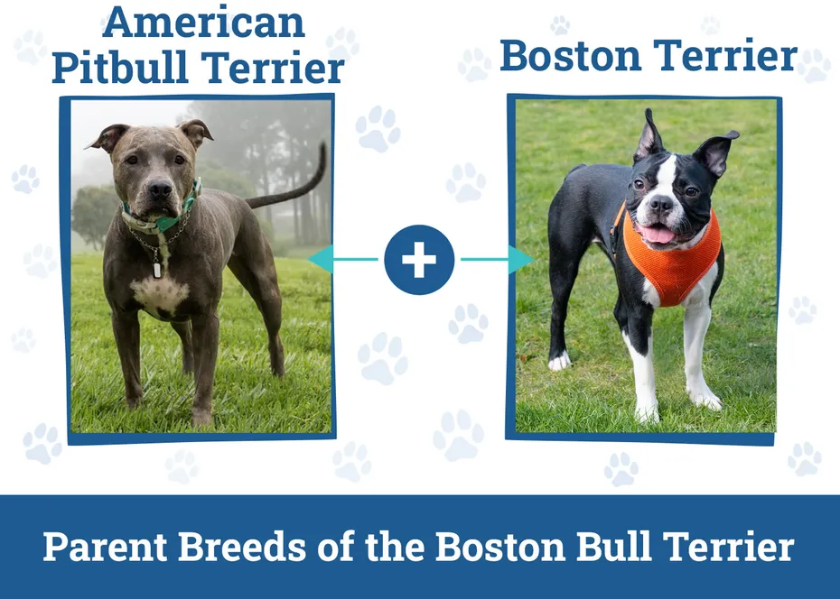 Parent Breeds of the Boston Bull Terrier