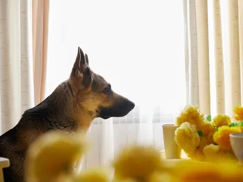 How to Train Your Dog to Stay Out of the Kitchen: Vet-Approved Guide