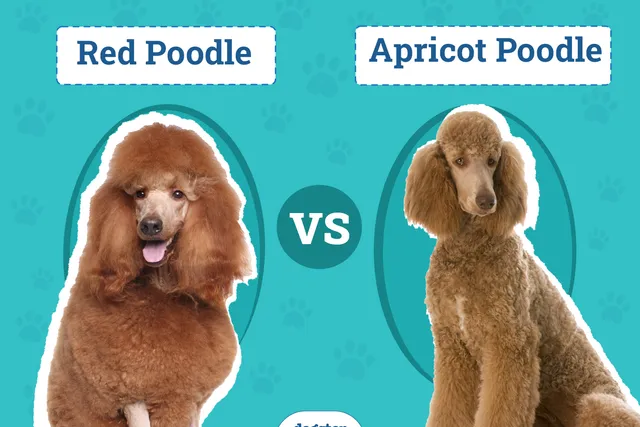 Red vs Apricot Poodle: The Differences Explained (With Pictures)
